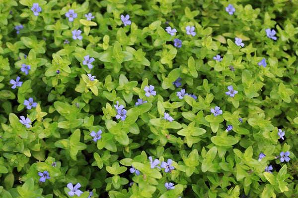 Blue Jenny! (Lemon Bacopa) <br> Blooms all summer if above water! Of