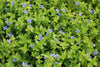 Blue Jenny! (Lemon Bacopa) <br> Blooms all summer if above water! Of
