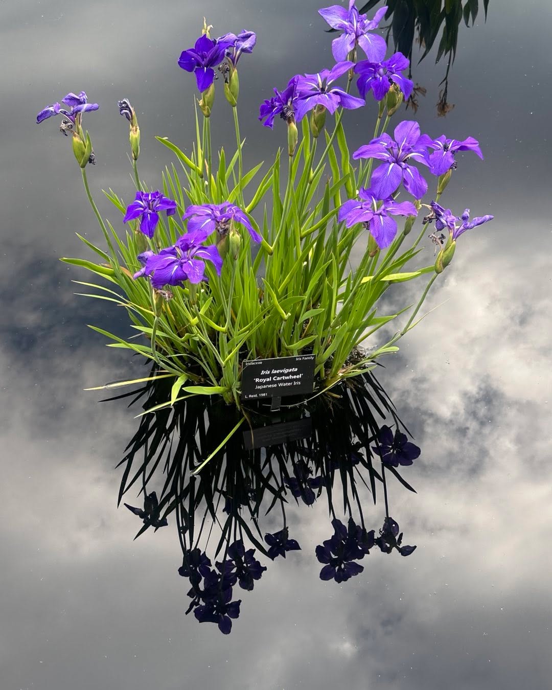 Royal Cartwheel Iris (Iris laevigata 'Royal Cartwheel') – Hardy Blue & White Water Iris for Ponds