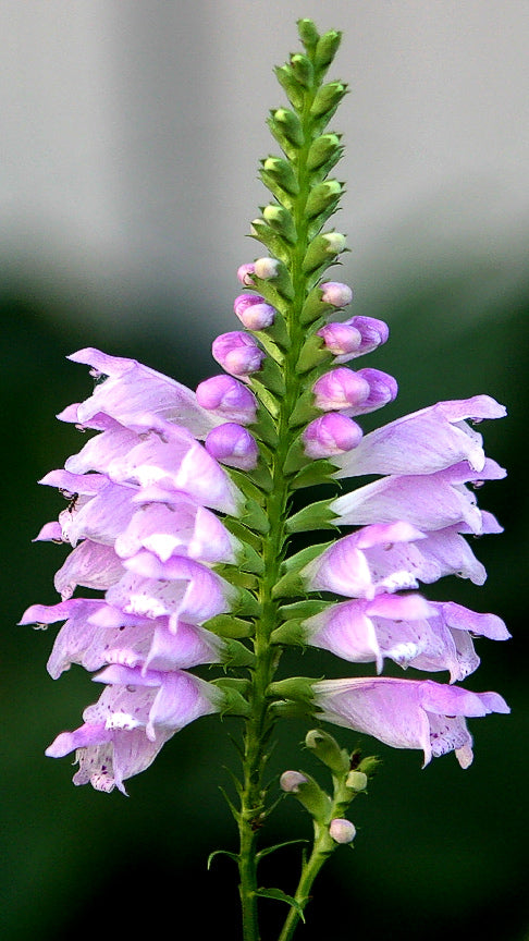 Aquatic Snapdragons 'Pink Boquet' <br> (Physostegia) - Pond Megastore