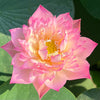 Beauty Liao Bowl Lotus<br>New For 2024!
