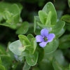 Blue Jenny! (Lemon Bacopa) <br> Blooms all summer if above water!