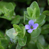Blue Jenny! (Lemon Bacopa) <br> Blooms all summer if above water! Of