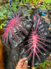 INFERNO - New Taro - Elephant Ear