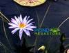 Blue Daisy Annual Water Lily