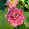 Chinese Lark Lotus