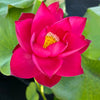 Cuddlin' Caroline Lotus <br> Stately, Brilliant- Red Blooms