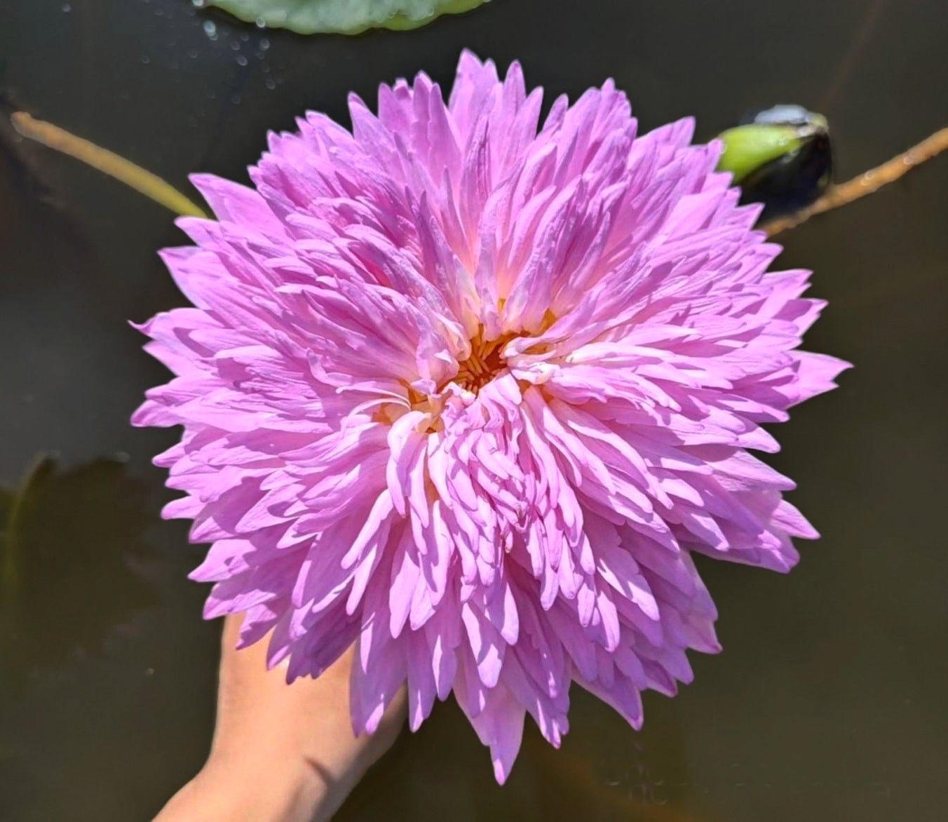 Chompoo Pattra Annual Water Lily - Pond Megastore