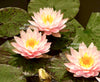 Citrus Twist Hardy Water Lily