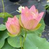 Evening Showers Lotus