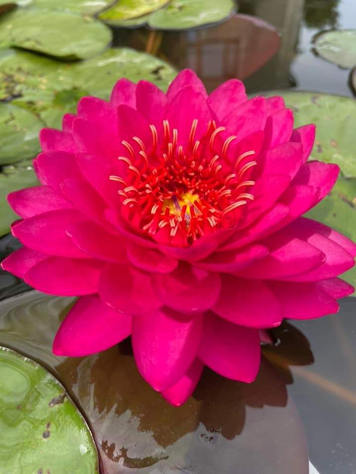 Razzberry Waterlily <br> Hardy Water Lily <br> A Pond Megastore Top pick! - Pond Megastore