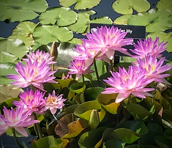 Fay McDonald <br> Hardy Purple Waterlily