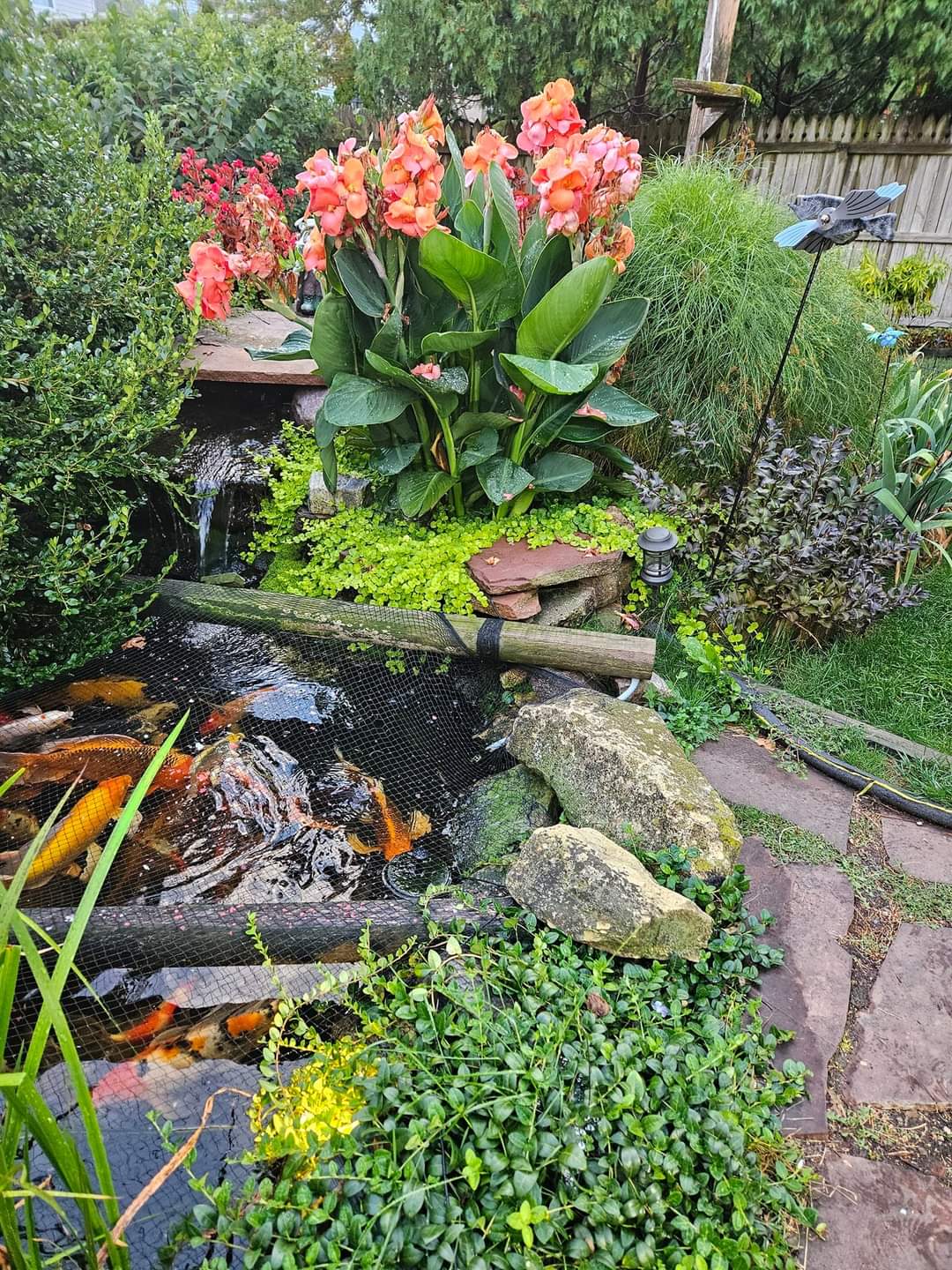 Erebus, Pink Aquatic Canna! <br> Blooms until frost! - Pond Megastore