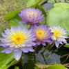 PondGRO Perfect Blend Soil for Waterlily, Lotus, Pond Plants <br>AVAILABLE NOW!