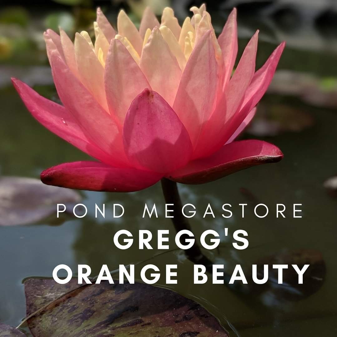 Gregg's Orange Beauty Hardy Water Lily - Pond Megastore