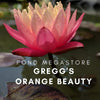 Gregg's Orange Beauty   <br> Medium Hardy Water Lily