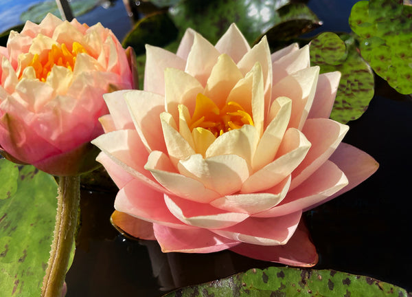 Golden Goblet Hardy Water Lily