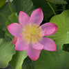 Sugar Sweet Lotus<br>New For 2024!