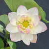 White Sacred Lotus <br> Beautiful plant important for growing at Temples and other places of importance.
