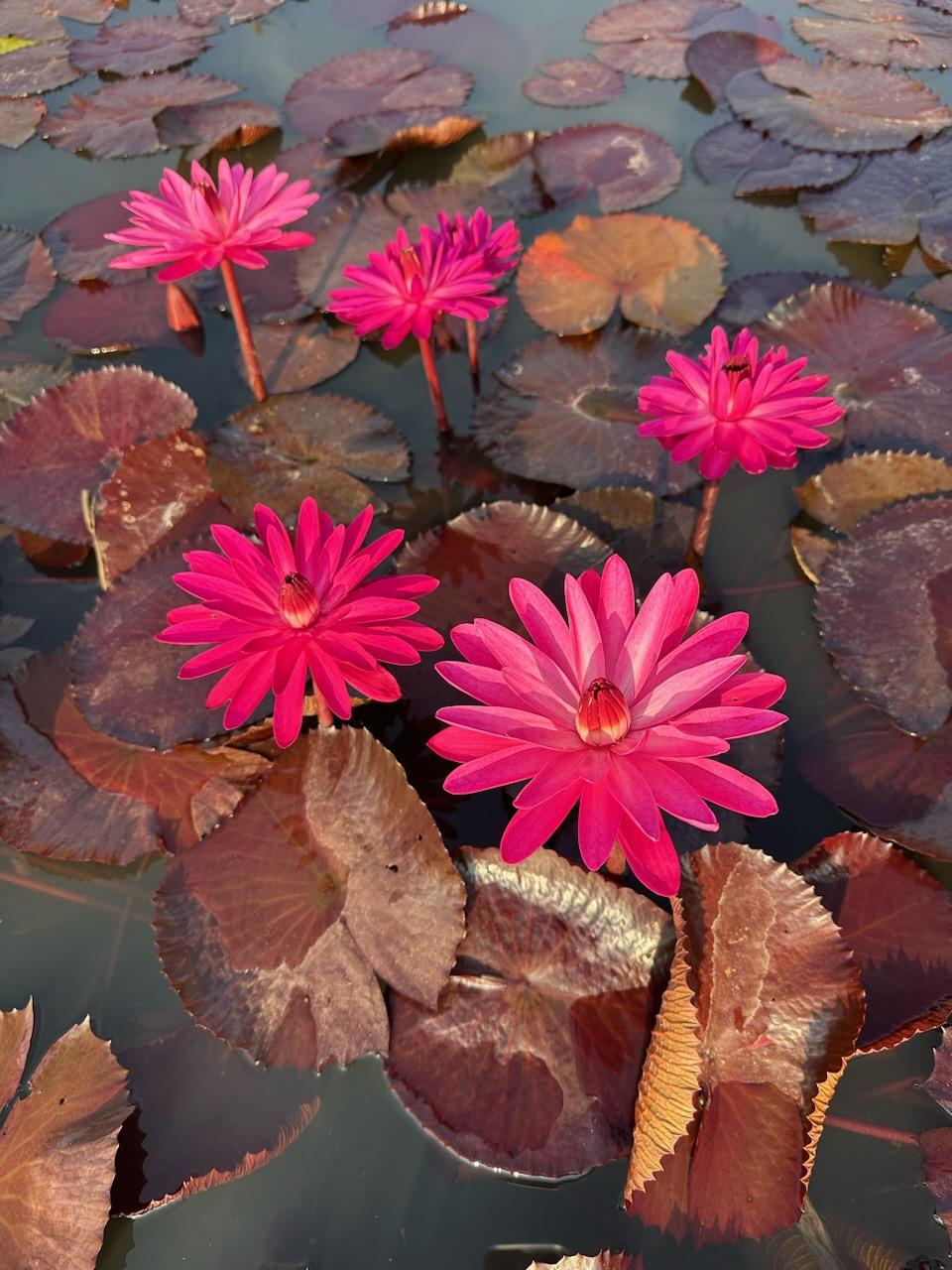 Red Flare Annual Water Lily - Pond Megastore