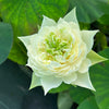 Jade Cloud Lotus  <br>  Tall Heavenly white blooms!
