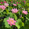Jeannie's Smile Lotus  <br>  Tall / Bright, Big, Beautiful Blooms!