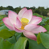 Pink Sacred Lotus <br> Important for growing at Temples & other places of high importance.