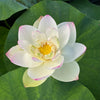 White Sacred Lotus <br> Beautiful plant important for growing at Temples and other places of importance.