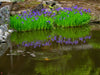 Blue/Purple Water Iris