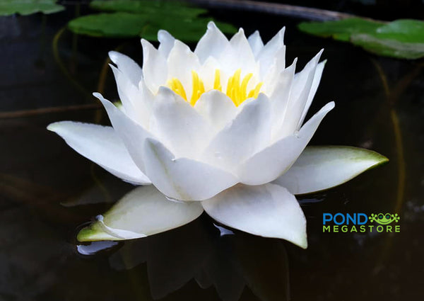 Laura Strawn Hardy Water Lily