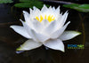 Laura Strawn Hardy Water Lily