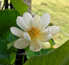 Little Princess Lotus<br>Classic, white, single petal flowers!