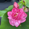 Little Scarlet Peach Lotus <br>Incredible bloomer!