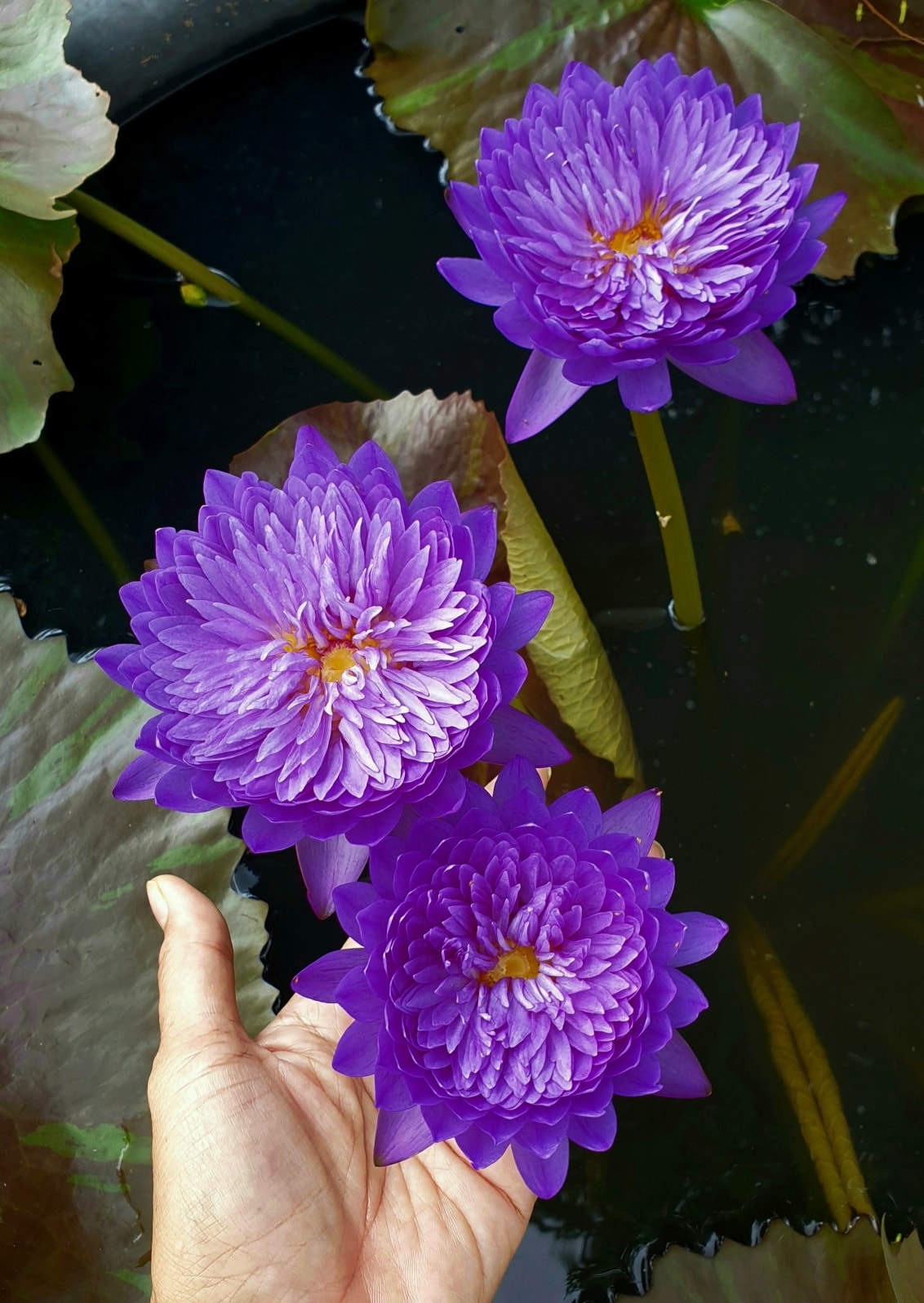 Lovely Blue Annual Water Lily - Pond Megastore