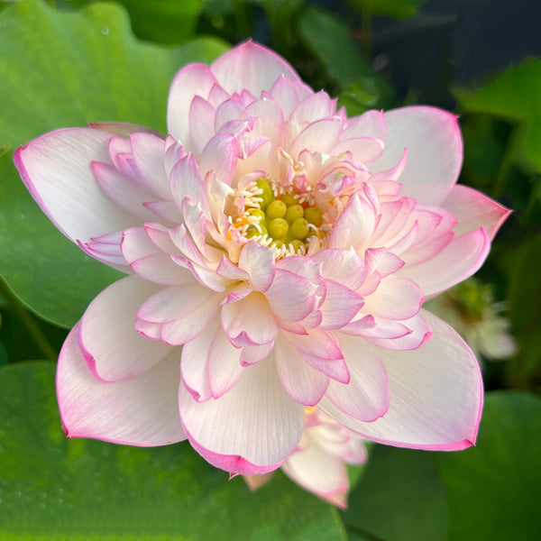Mallory My Love Lotus