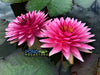 Maha Treasure<br>NEW Hardy Waterlily! <br> Very Good Bloomer!