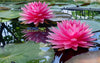 Maha Treasure<br>NEW Hardy Waterlily! <br> Very Good Bloomer!