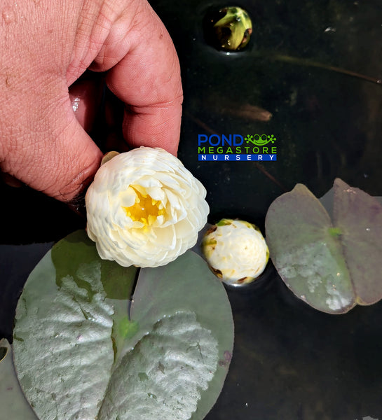 Mini Mali; Small Hardy Water Lily