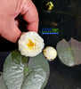 Mini Mali; Small Hardy Water Lily