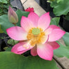 Mi Amigo (Friendship Lotus) <br>Wide-Open Flowers!