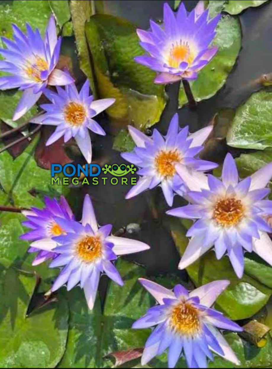 blue lily flower for sale Blue Lotus Micrantha Species |Sacred Flower Lotus Tubers For Sale – Pond Megastore