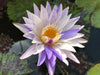 PIXIE DUST, WHITE & BLUE NEW WATERLILY
