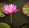 Peppermint Splash Annual Water Lily