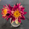 Ring of Fire<br>  New Hardy Water Lily!