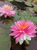 Pink Dream <br> Bi-Color Hardy Waterlily<br> HEAVY BLOOMING <br> THIS SHIPS IN SPRING & SUMMER