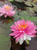 Pink Dream <br> Bi-Color Hardy Water Lily