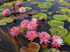 Pink Dream <br> Bi-Color Hardy Water Lily