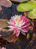 Pink Dream <br> Bi-Color Hardy Water Lily