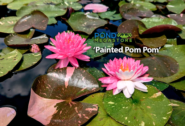 Painted Pom Pom <Br> New Hardy Waterlily