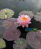 Painted Pom Pom <Br> New Hardy Waterlily